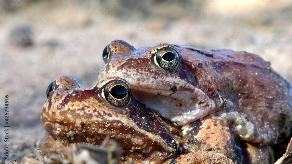 Obraz premium Pairing toads closely. Reproduction of animals in the natural environment.