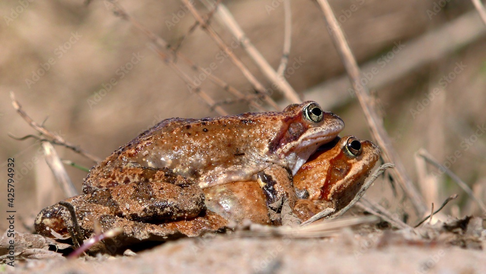 Naklejka premium Pairing toads closely. Reproduction of animals in the natural environment.