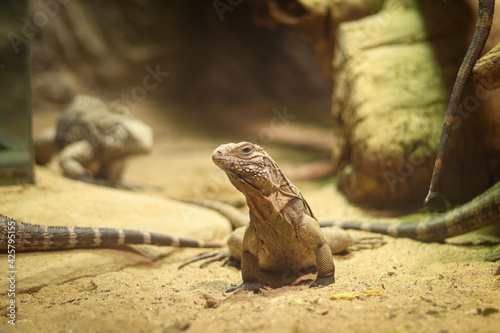 young Cyclura nubila stands leaning on its front legs and watches its species with exaggeration. A curious Cuban ground iguana basks in the sand
