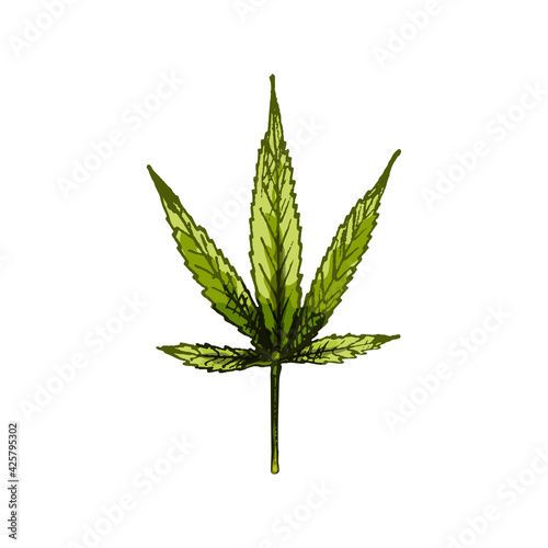 Male hand holding marijuana leaf. Engraving vintage color vector illustration.