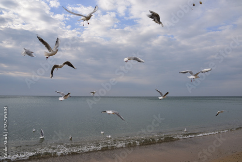 Seagulls soared high into the sky, catching food