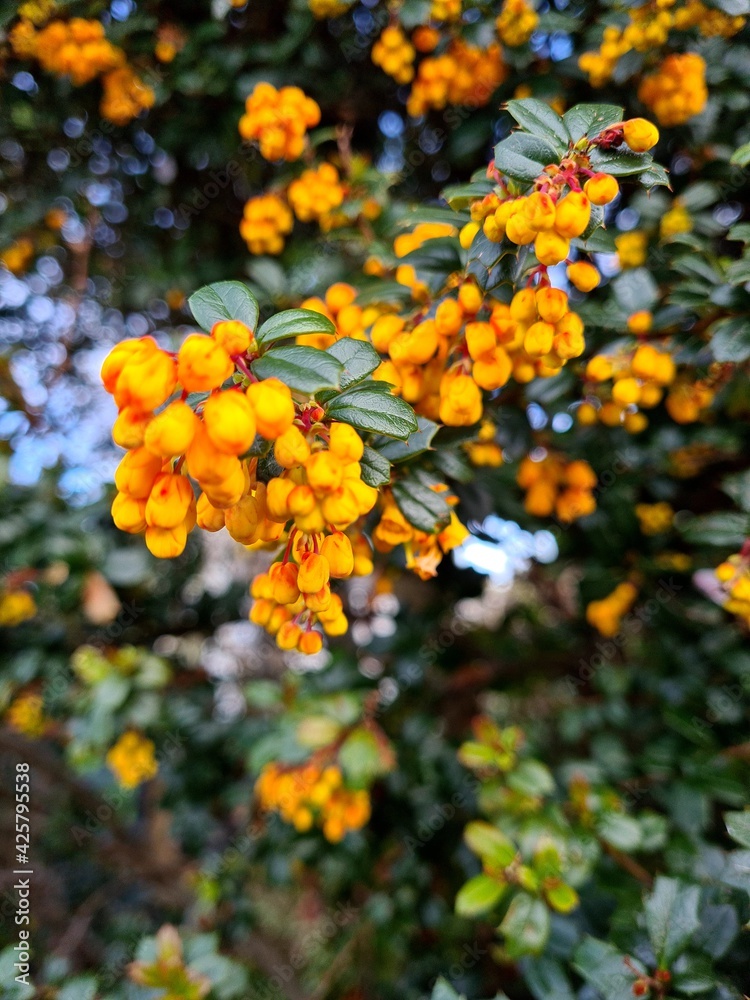 orange flowers on the tree orange flowers on the tree