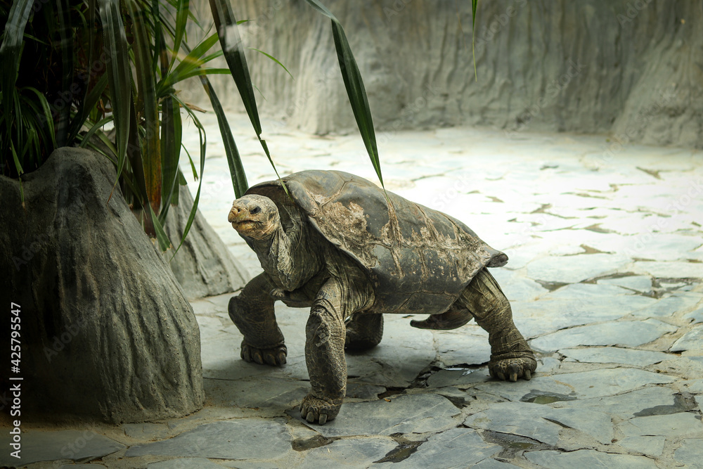 Huge Pinzon Island giant tortoise walking along its paddock, looking