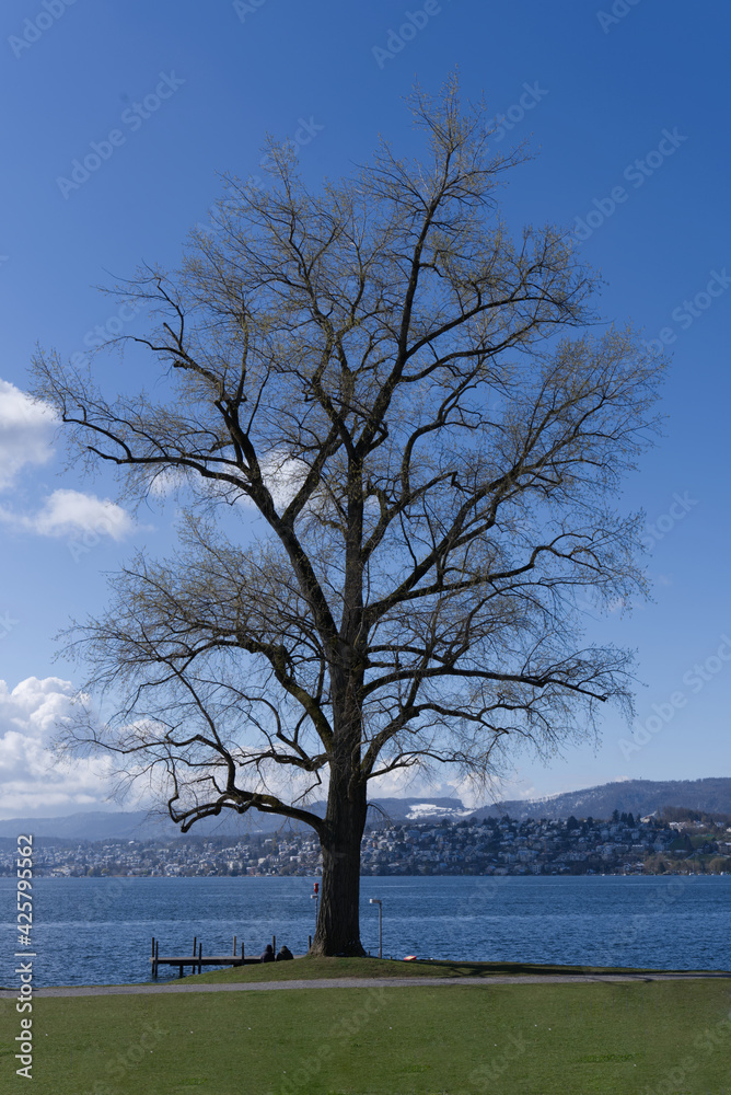 Trees at park at border of lake Zurich. Photo taken April 6th, 2021, Zurich, Switzerland. Trees at park at border of lake Zurich. Photo taken April 6th, 2021, Zurich, Switzerland.