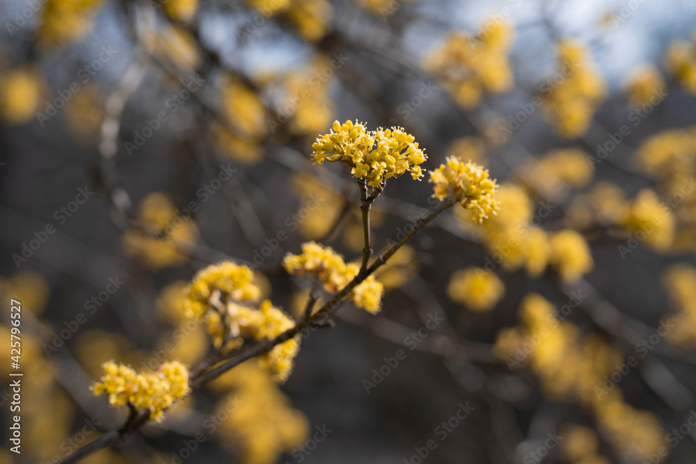 blooming tree in spring, yellow flowers blooming tree in spring, yellow flowers