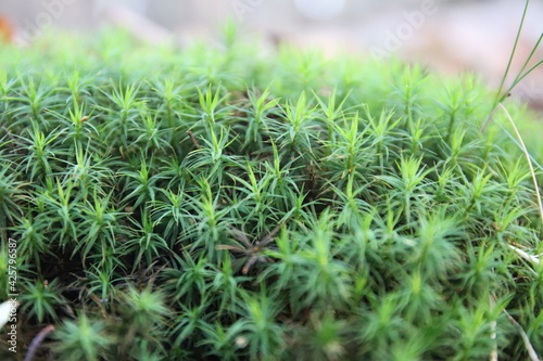 Green moss in mountain forest, close up texture.