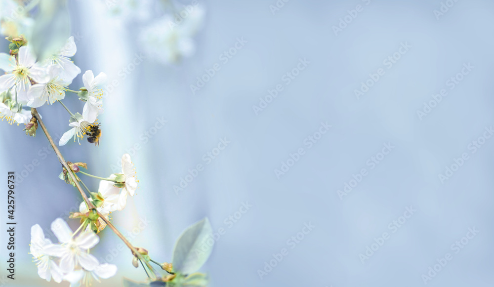 blooming cherry buds with stamens and bee In beginning of spring in gentle blue light colors blooming cherry buds with stamens and bee In beginning of spring in gentle blue light colors