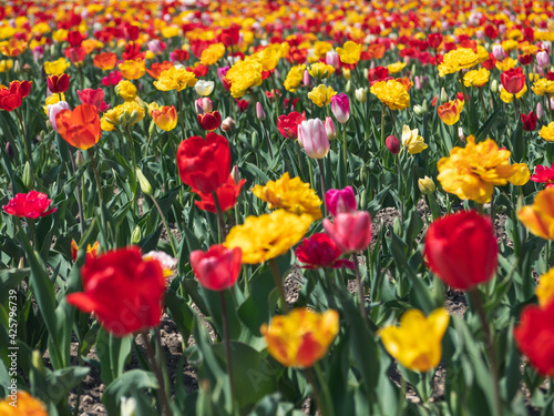 Tulips Upclose