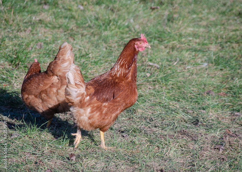 Fototapeta premium Ein Huhn auf einer Wiese 