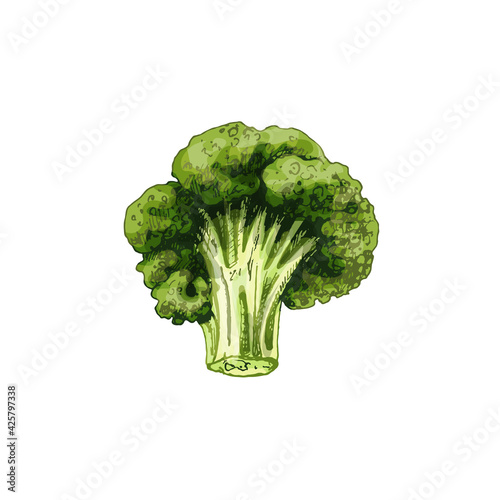 Broccoli. Vector color vintage hatching illustration isolated on a white