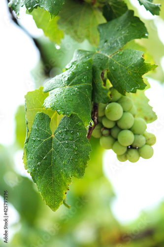 grapes on vine