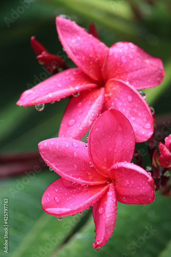 pink flower with water drops