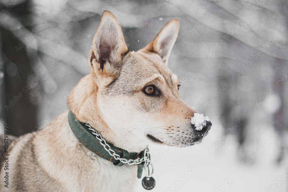 Portrait of a czechslovakian wolfdog puppy with a snowy face
Portrait of a czechslovakian wolfdog puppy with a snowy face