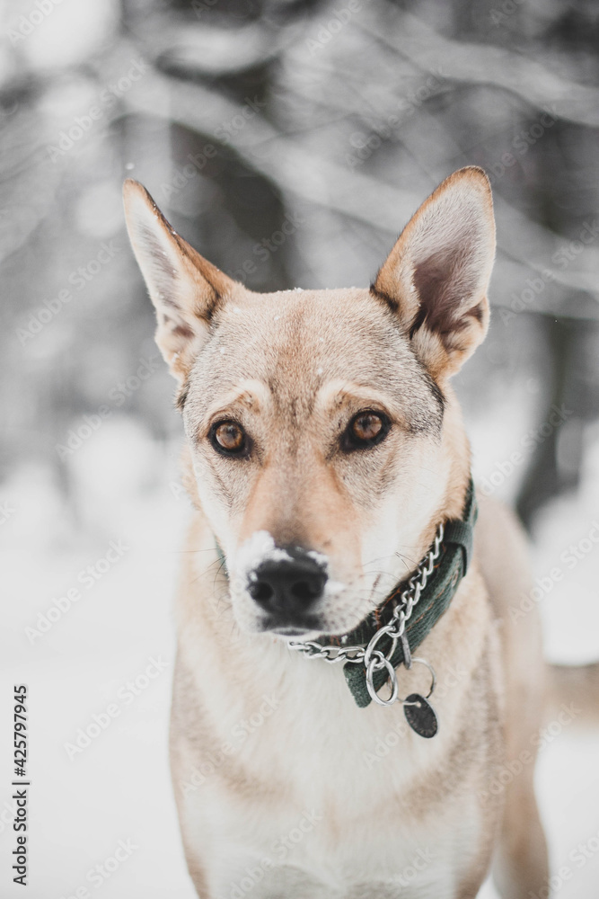 Portrait of a czechslovakian wolfdog puppy with a snowy face
