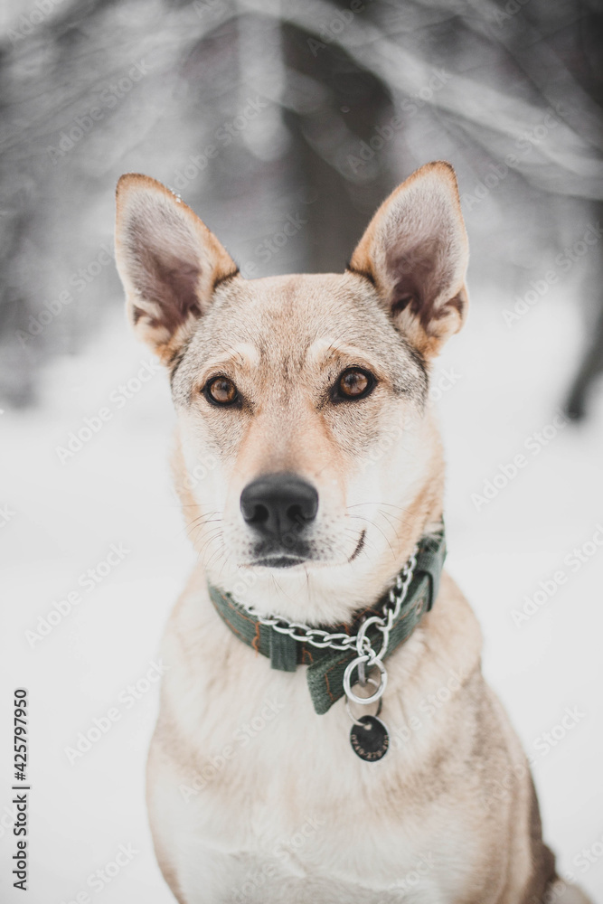 Portrait of a czechslovakian wolfdog puppy with a snowy face
Portrait of a czechslovakian wolfdog puppy with a snowy face