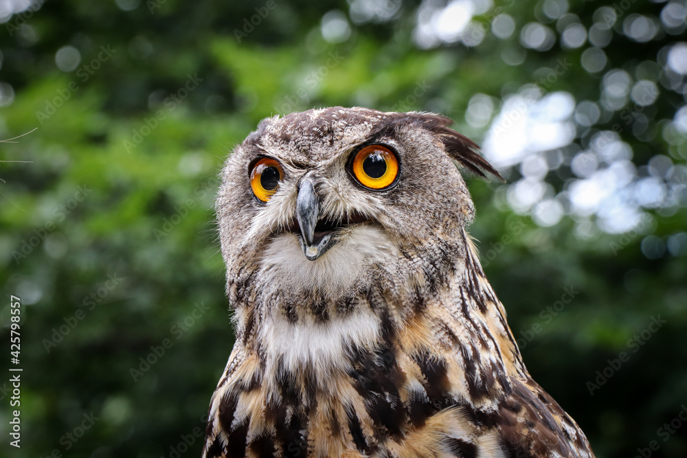 Wonderful portrait of a Eurasian eagle-owl with a serious expression with glowing eyes sitting on a branch and watching the rodent to catch. Queen of owls Bubo bubo Wonderful portrait of a Eurasian eagle-owl with a serious expression with glowing eyes sitting on a branch and watching the rodent to catch. Queen of owls Bubo bubo