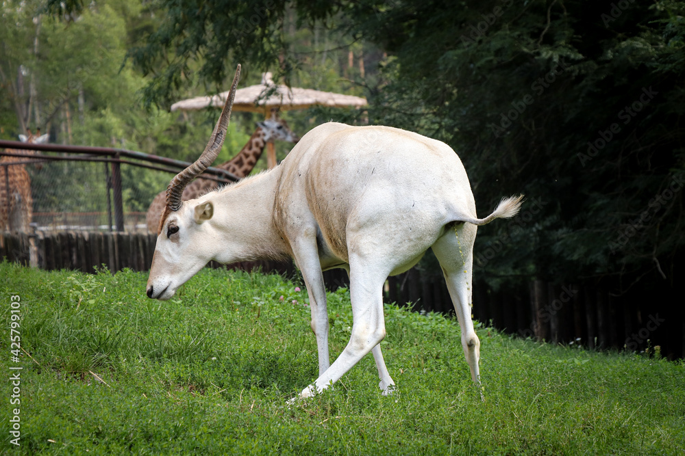 Rare Addax nasomaculatus when performing the need. White antelope pees. screwhorn antelope at a delicate moment. Critically Endangered wild animal Rare Addax nasomaculatus when performing the need. White antelope pees. screwhorn antelope at a delicate moment. Critically Endangered wild animal
