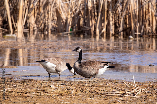 The Canada goose (Branta canadensis)  on the river bank