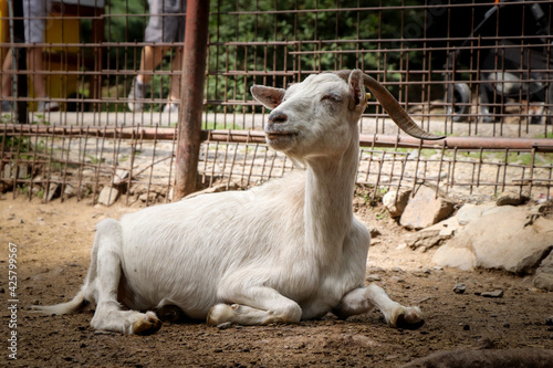 Obraz na plátně White senior female domestic goat resting on the ground and looking at her relatives with her head