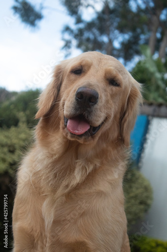 golden retriever dog