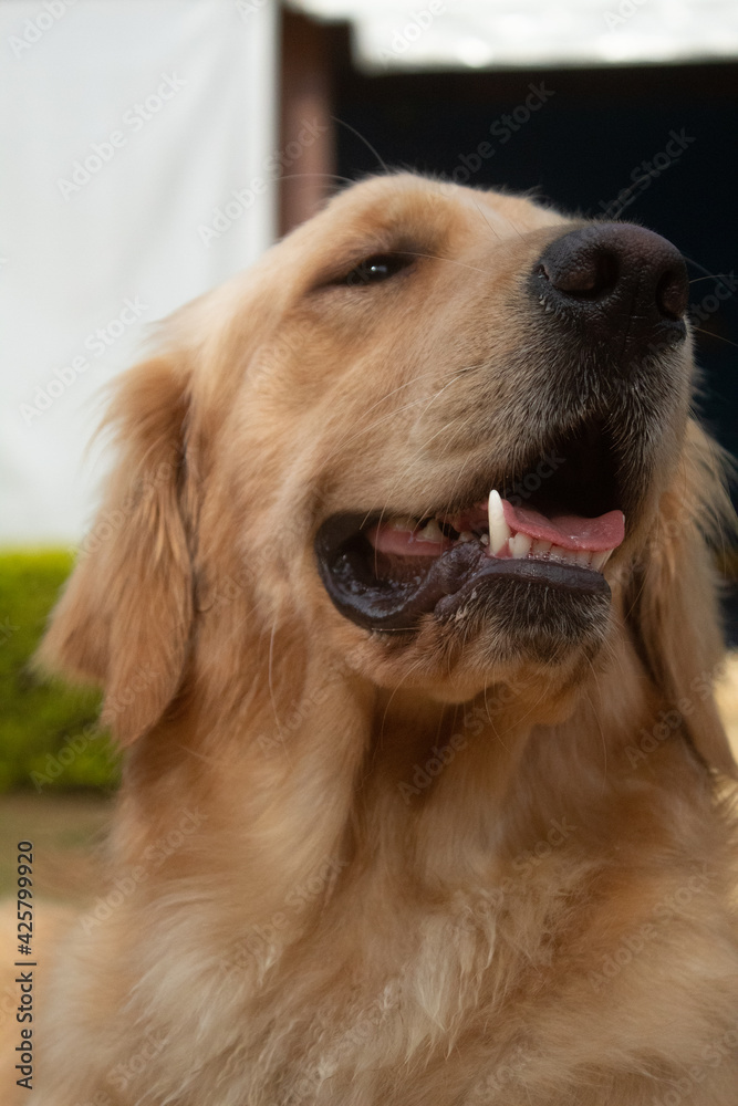 golden retriever dog