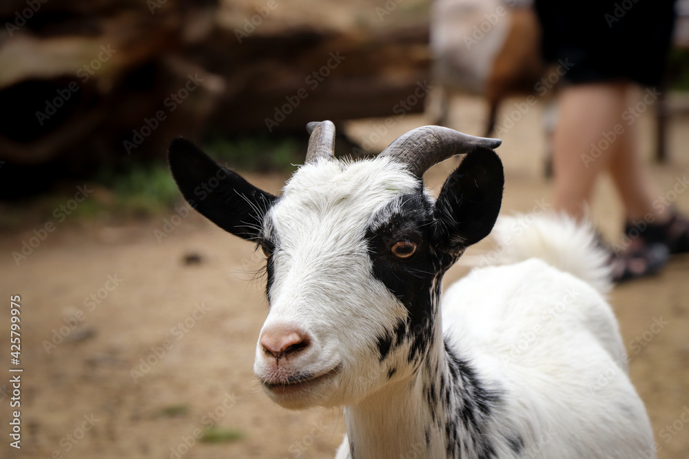 Closeup of the head of a clever white-black domestic goat with small horns. Animal raised for milk, meat and fur. smiling expression Capra aegagrus hircus with outstretched ears