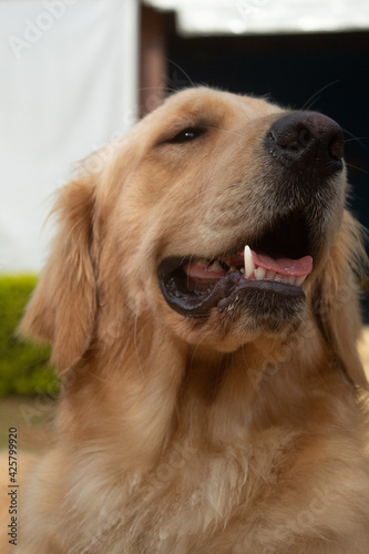 golden retriever dog © Lucas