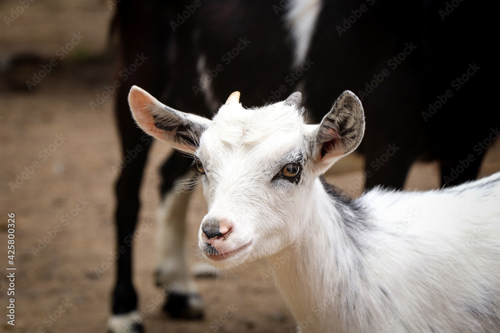 Satisfied expression of a domestic goat. White Capra aegagrus hircus smiling at passersby. Head of a female goat on a farm. Animal for milk, meat, fur. Agriculture Satisfied expression of a domestic goat. White Capra aegagrus hircus smiling at passersby. Head of a female goat on a farm. Animal for milk, meat, fur. Agriculture
