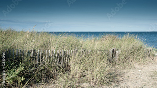 Ganivelle dans les dunes