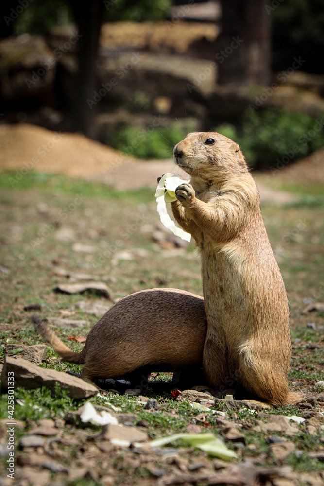 cute Black-tailed prairie dog stands on back legs and holds a piece of fruit in its tapes and eats its snack to gain energy for an afternoon fool. Gray Cynomys ludovicianus bites. Funny expression cute Black-tailed prairie dog stands on back legs and holds a piece of fruit in its tapes and eats its snack to gain energy for an afternoon fool. Gray Cynomys ludovicianus bites. Funny expression