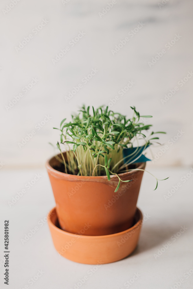 Fototapeta premium Seedling of cosmos flower in a terracotta pot with selective focus and copy space. Freshly grown green shoots of a colorful garden plant. Indoor gardening lifestyle.