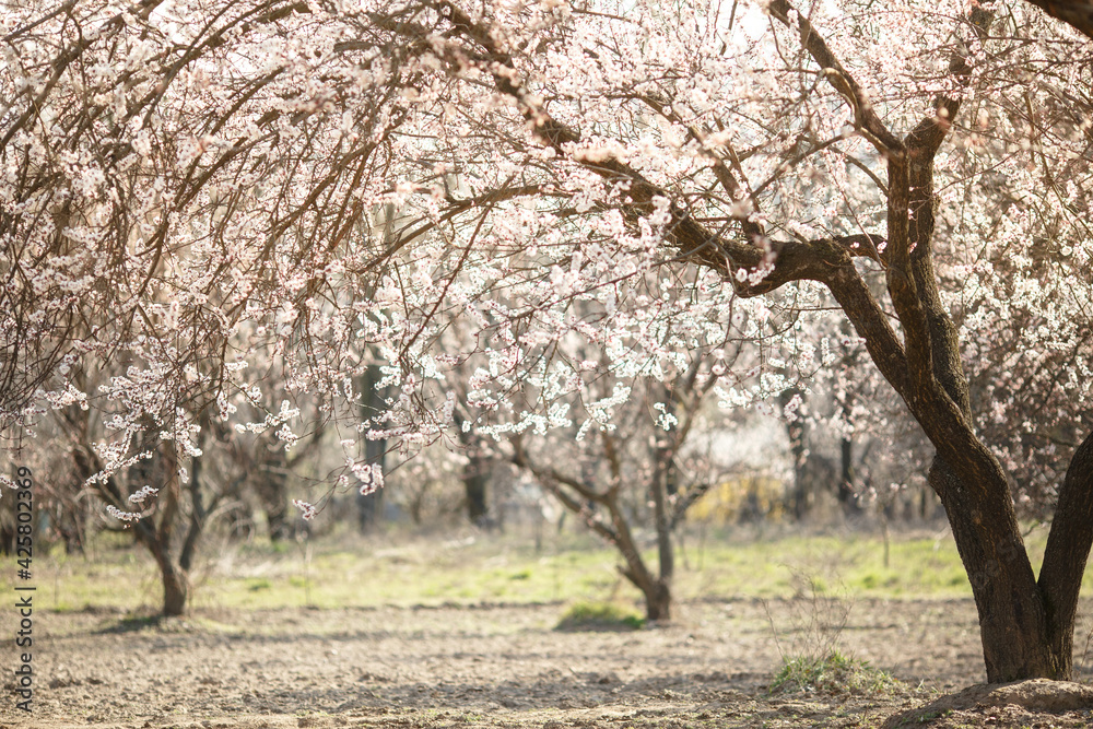 Blooming pink apricot flowers on tree branch Blooming pink apricot flowers on tree branch