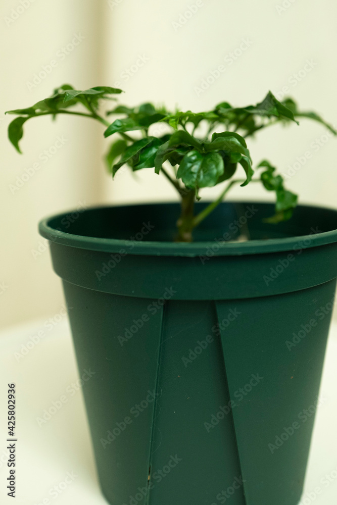 Fototapeta premium 해피트리