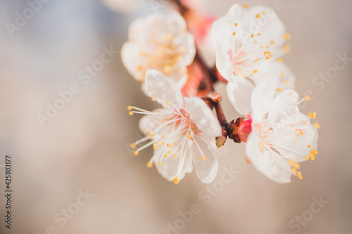 Blooming pink apricot flowers on tree branch