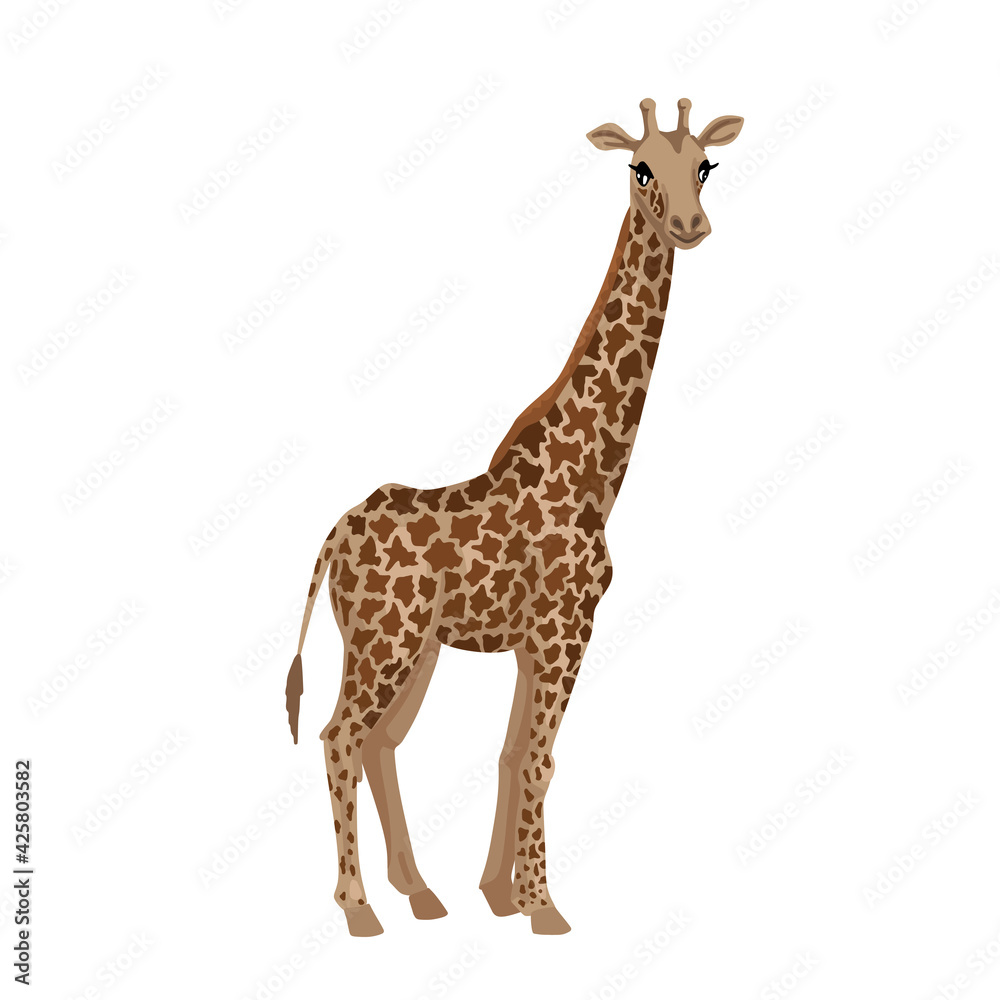 Fototapeta premium Giraffe, cub animal. Little giraffe with a long neck, tall African beast, vector character on a white background, cartoon cute illustration.