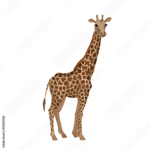 Giraffe, cub animal. Little giraffe with a long neck, tall African beast, vector character on a white background, cartoon cute illustration.