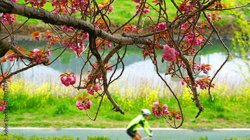 Cherry blossoms bloomed on the river photo