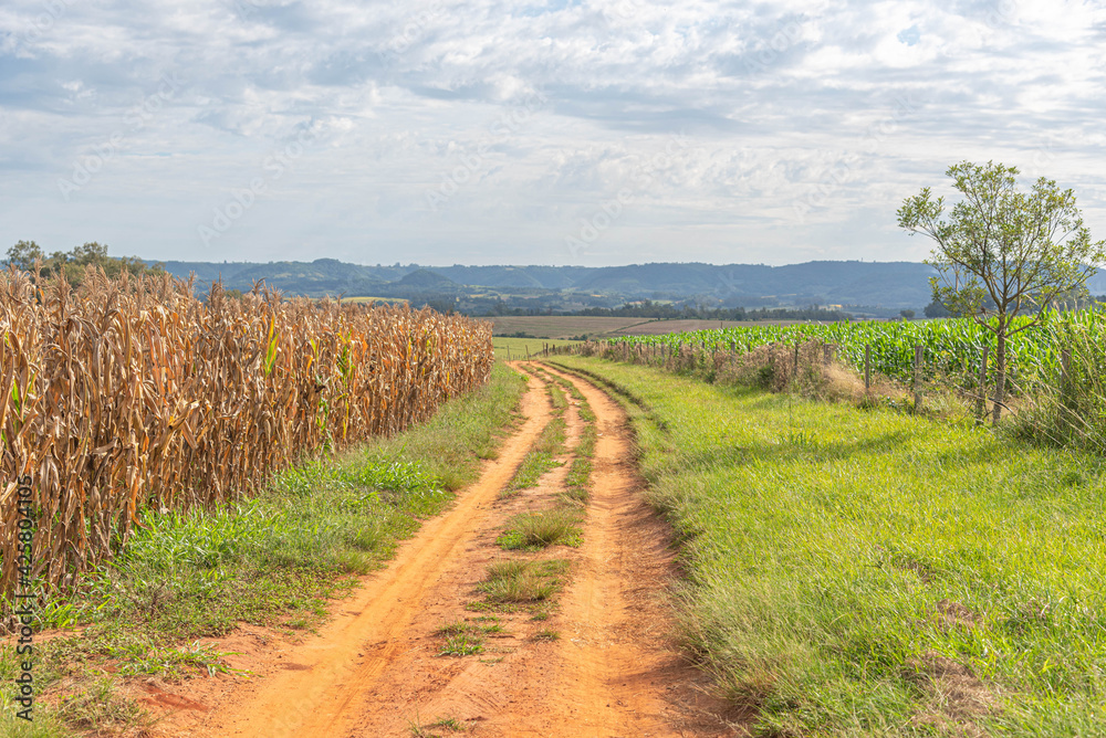 Fototapeta premium Dirt road in farm area next to a cornfield (Zea mays) ready for harvest.