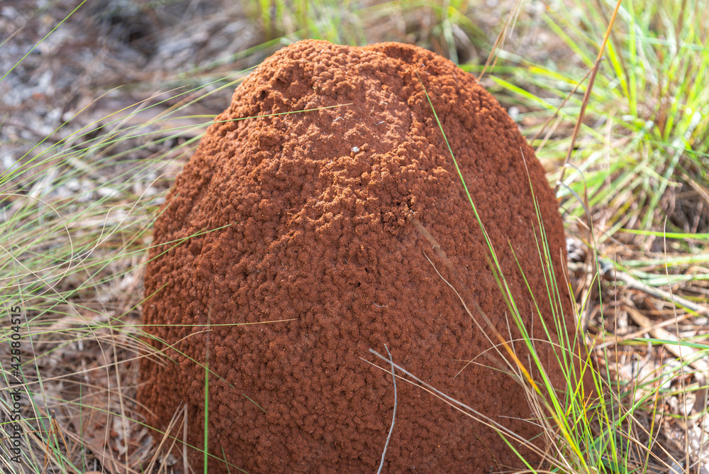 Underground termite colony (Coptotermes gestroi) in the midst of nature. Underground termite colony (Coptotermes gestroi) in the midst of nature.