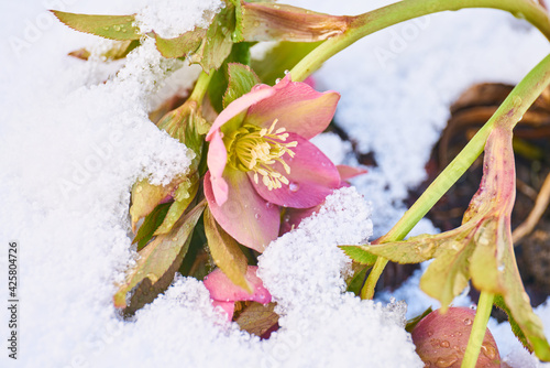 close up of blooming hellebore in snow-covered garden                               