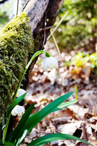 snowdrops in the forest
