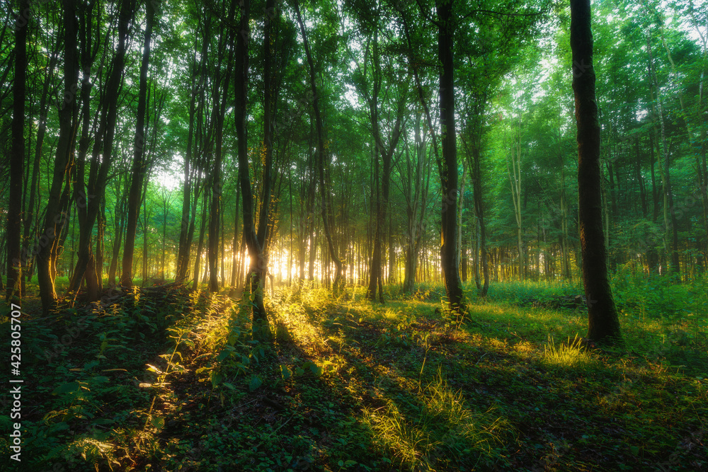 Morning light in german forest