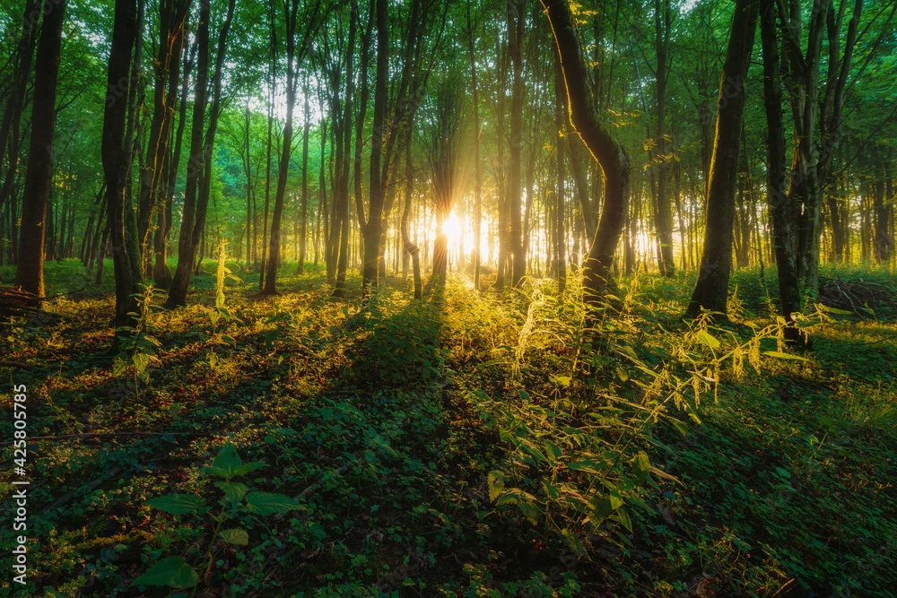 Obraz premium Morning light in german forest