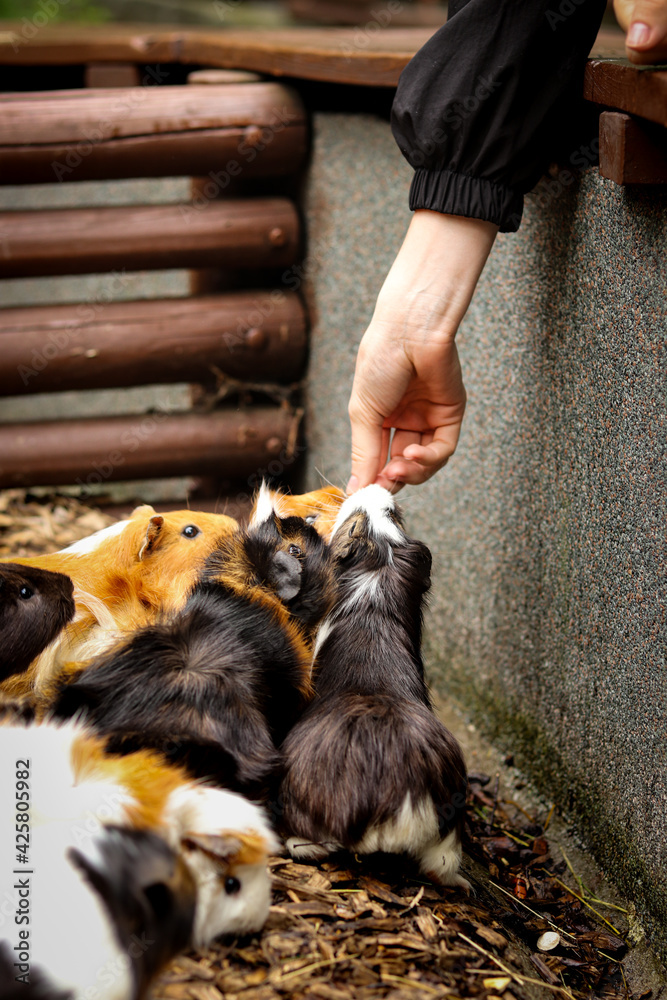 group of domestic guinea pigs is fed directly from the breeder's hand. Hungry necks stretch for food. Cavia porcellus funny situations