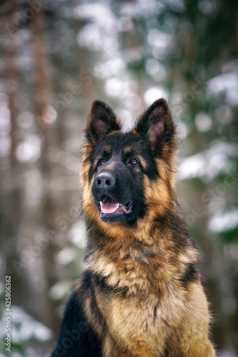 Portrait of a German long-haired shepherd dog in the forest in winter, close-up.