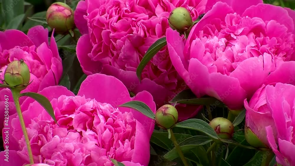Pinke Pfingstrosen und Pfingstrosenknospe mit Ameisen 