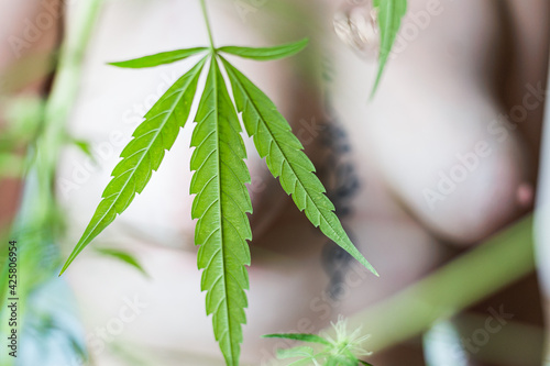 cannabis leaf in focus with blurred women breast in background photo