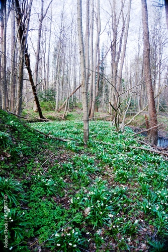 snowdrops in the forest 