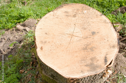 Stump of felled tree in forest