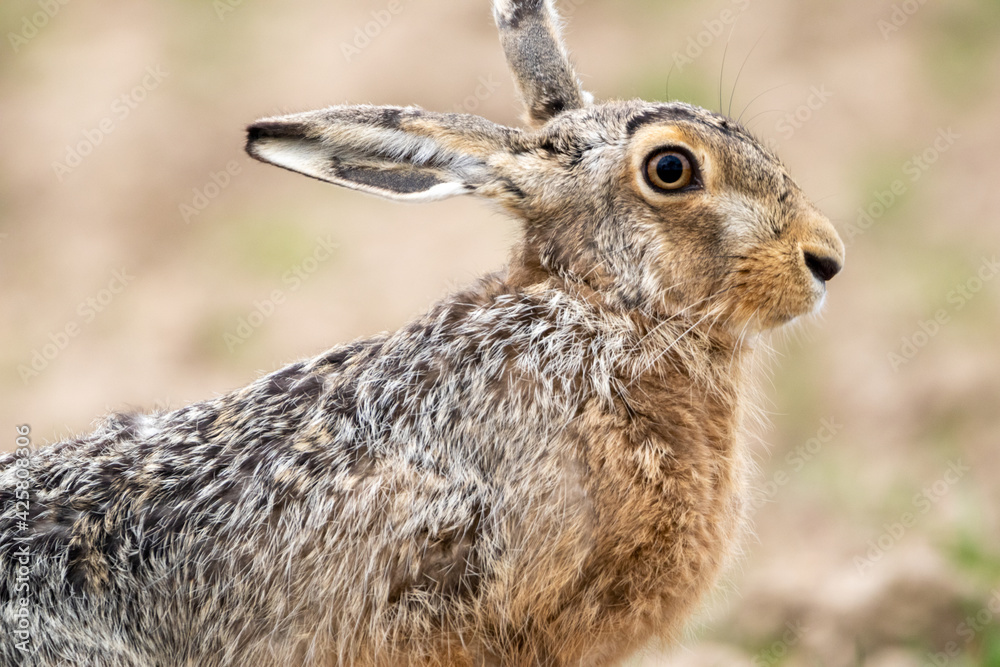 Easter Jackrabbit Easter Jackrabbit